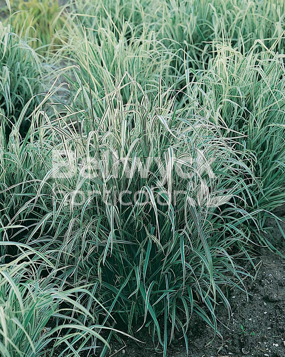 Arrhenatherum bulbosum -Variegatum-