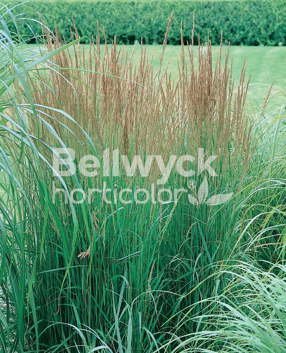 Calamagrostis stricta