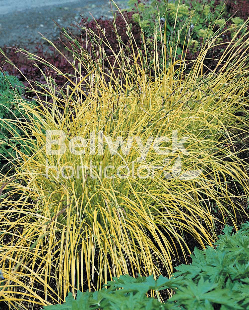 Carex dolichostachya -Kaga Nishiki-