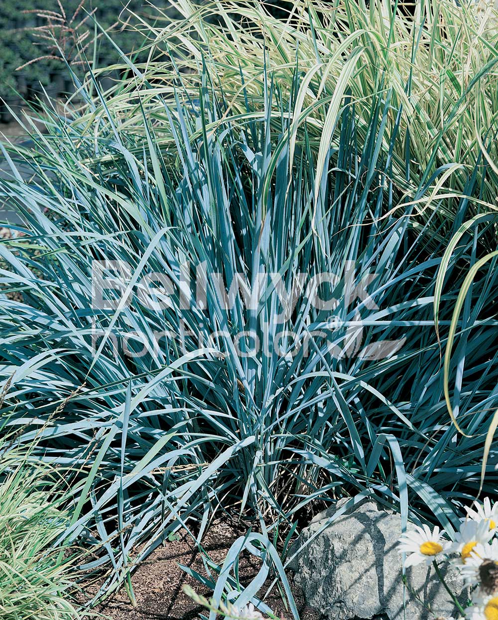 Elymus arenarius -Blue Dune- (Leymus)