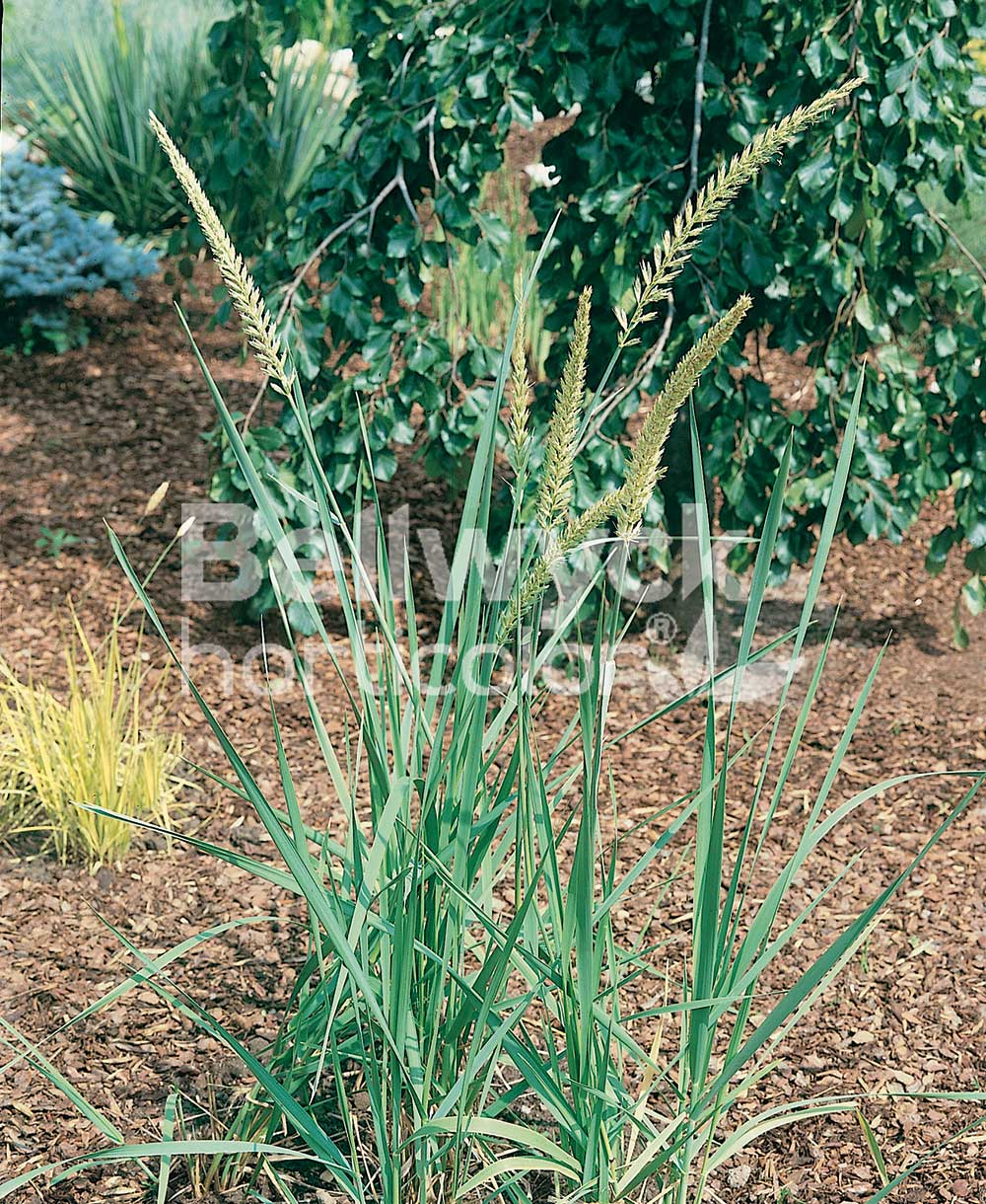 Elymus arenarius (Leymus)