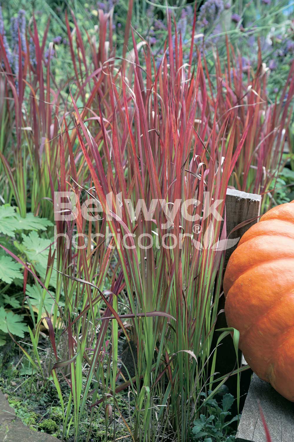 Imperata cylindrica -Red Baron-