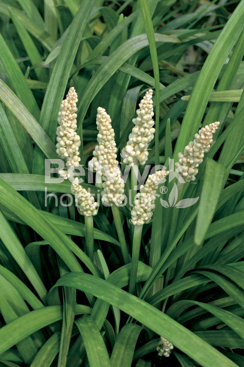 Liriope muscari -Monroe White-