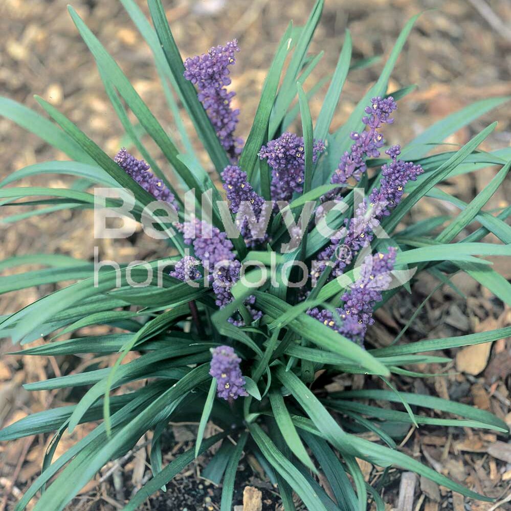 Liriope muscari -Royal Purple-