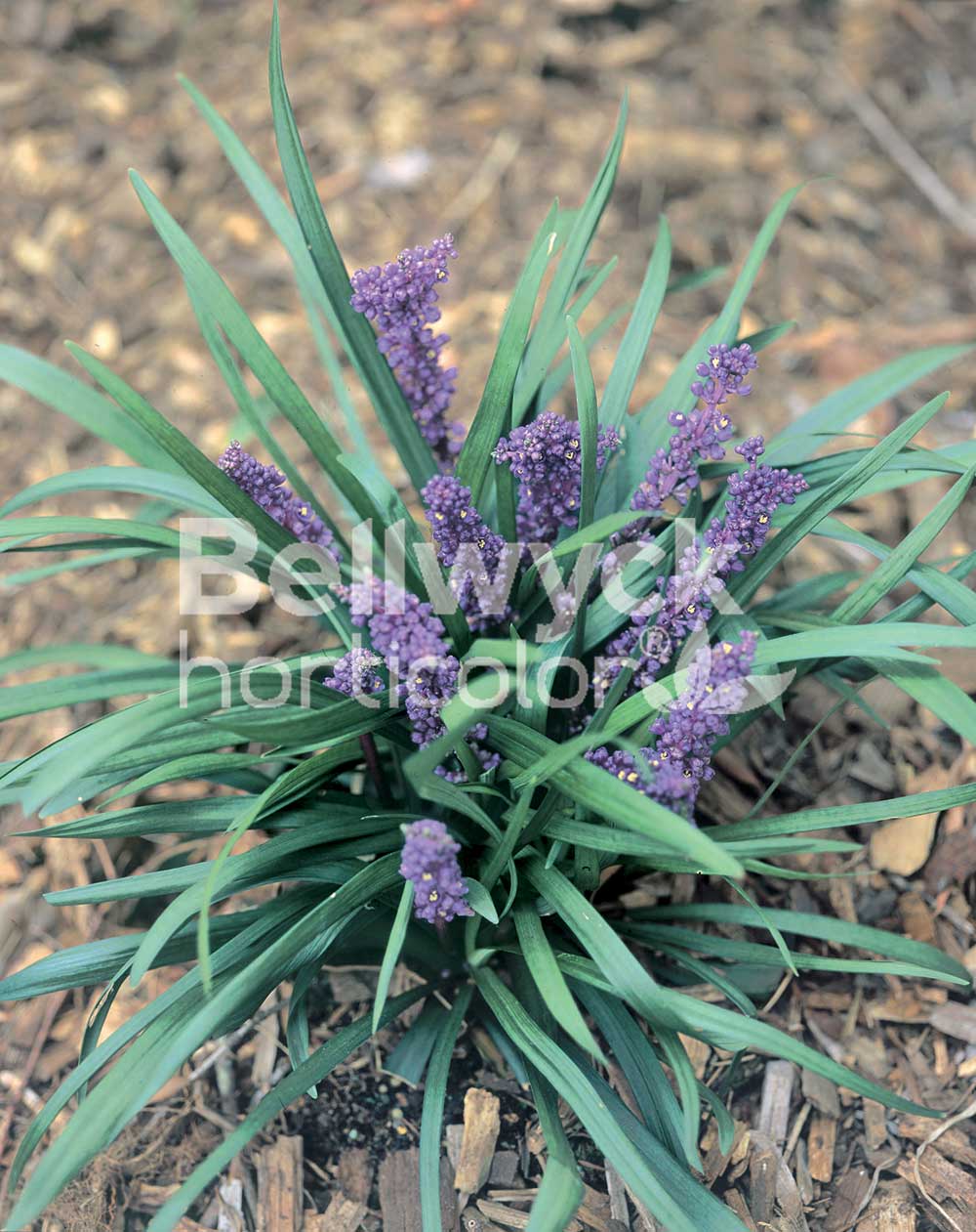 Liriope muscari -Royal Purple-