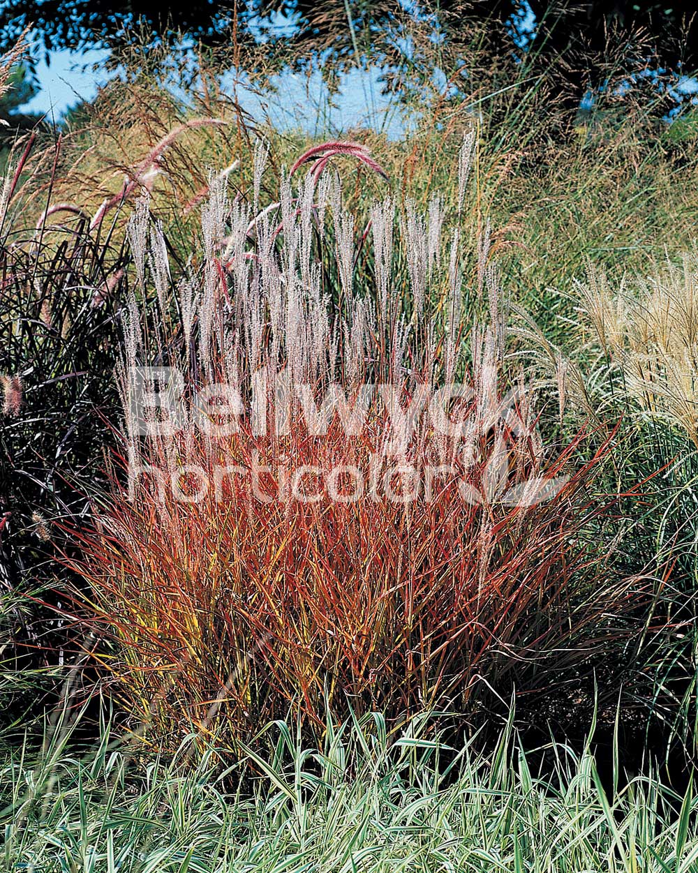 Miscanthus Purpurascens Norview Gardens Ltd