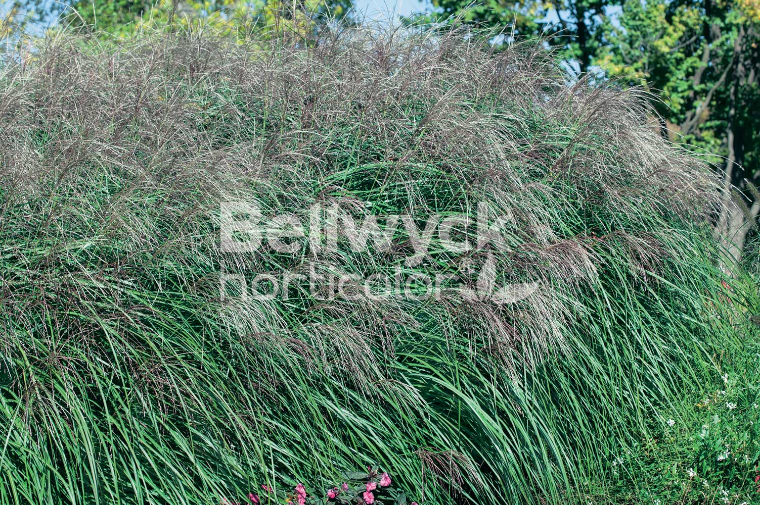 Miscanthus sinensis -Autumn Anthem-