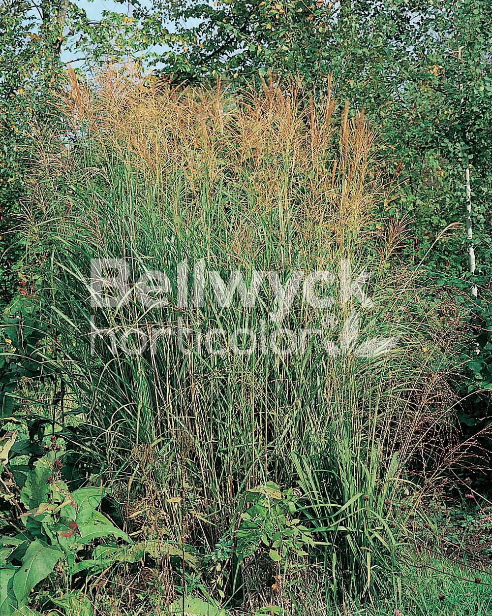 Miscanthus sinensis -Berlin-