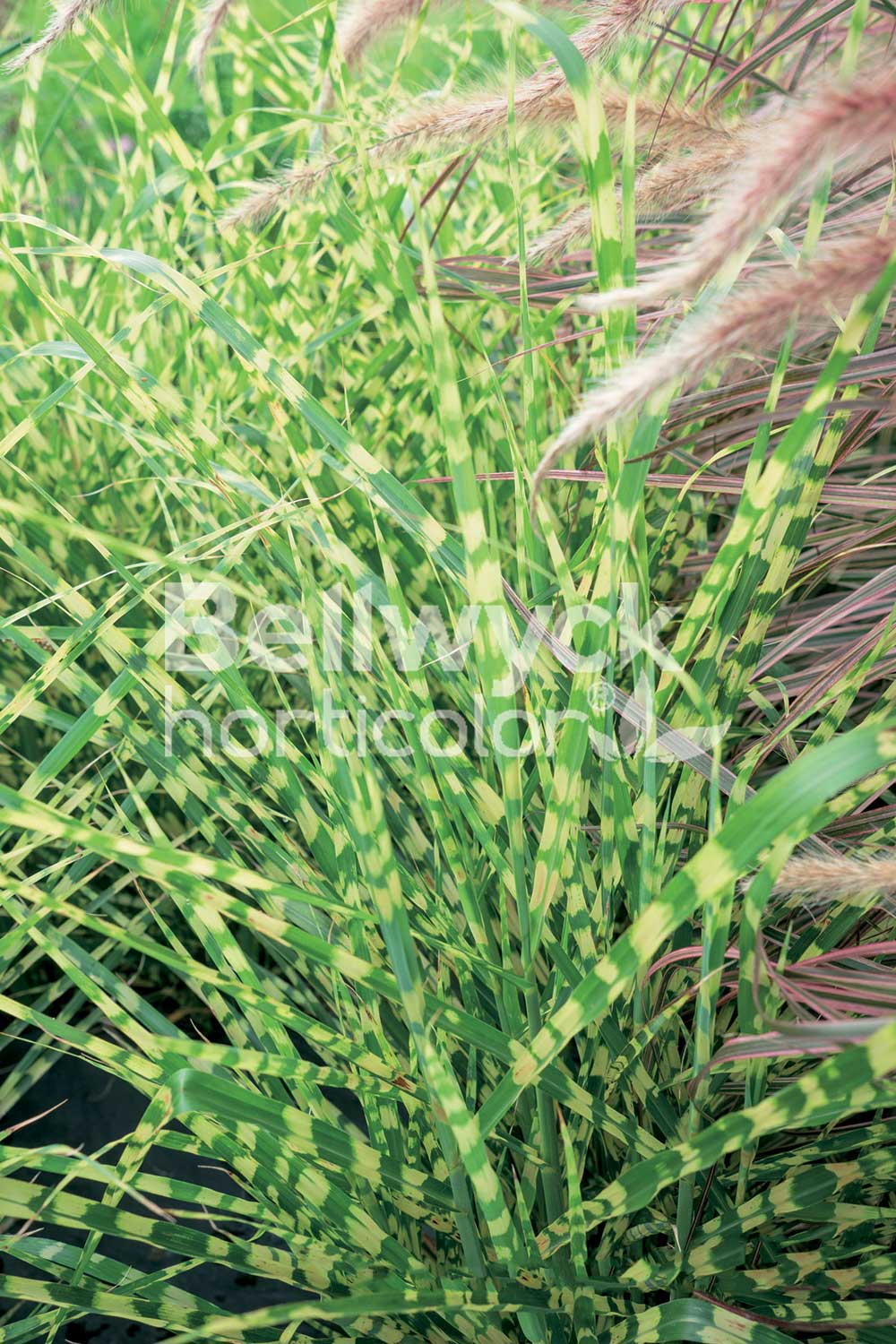Miscanthus sinensis -Gold Bar-