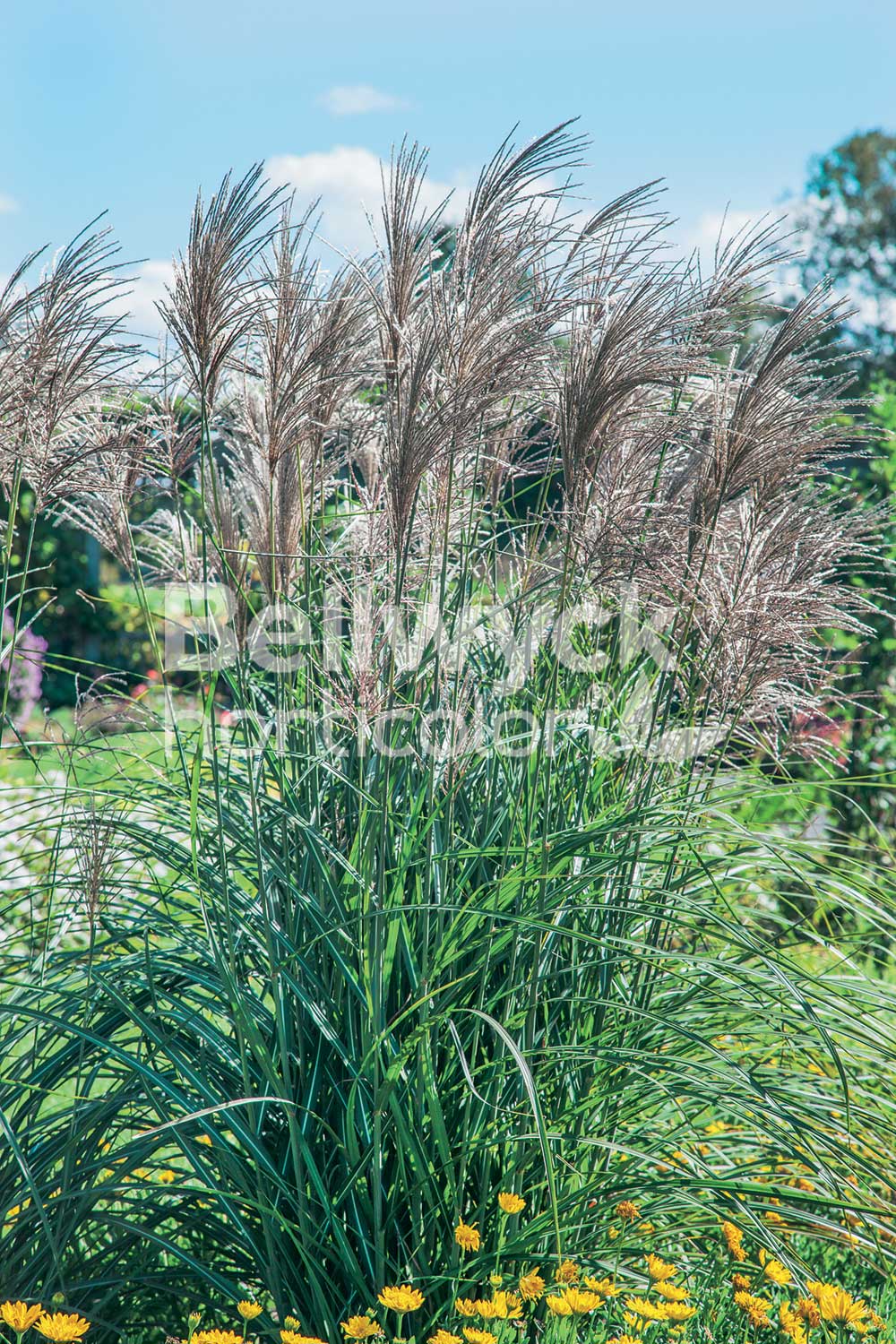 Miscanthus sinensis -Oktoberfest-