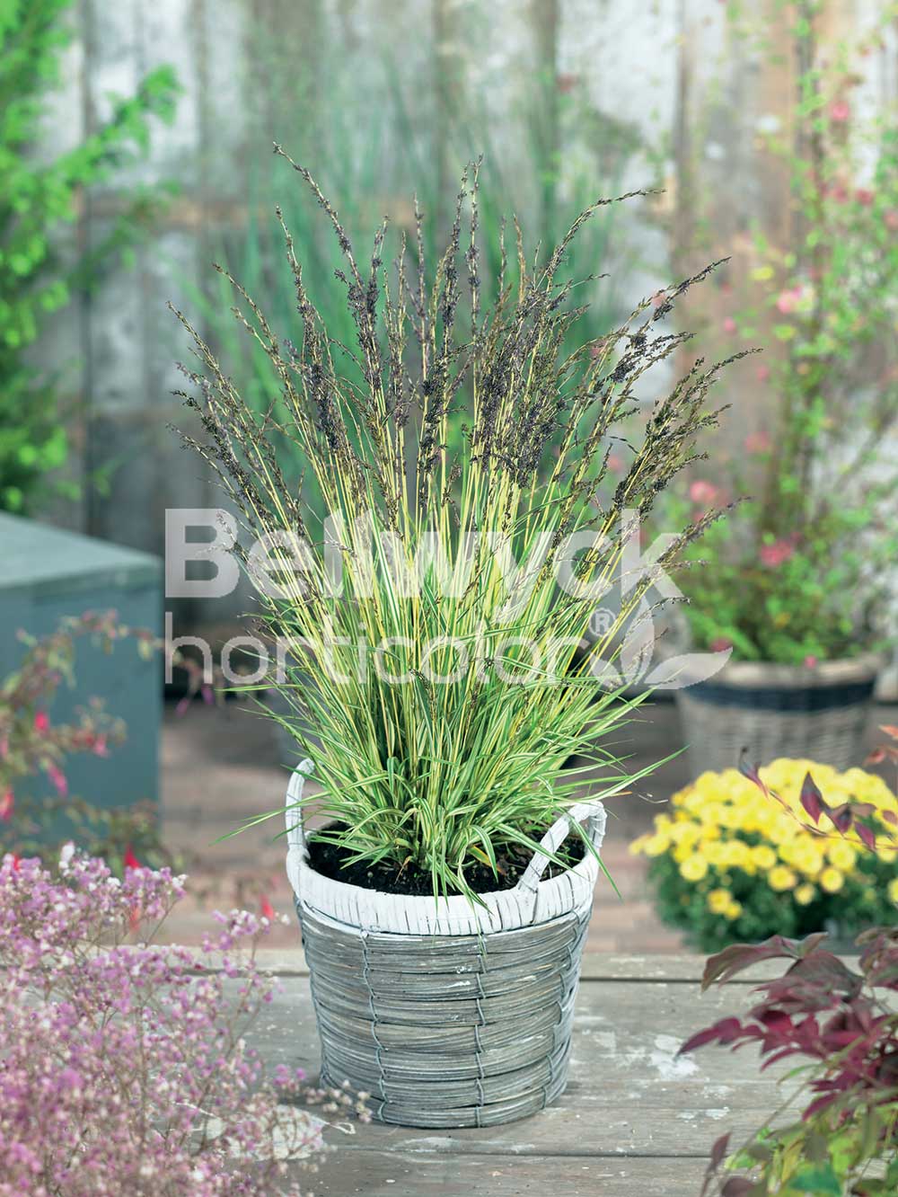 Molinia caerulea -Variegata-