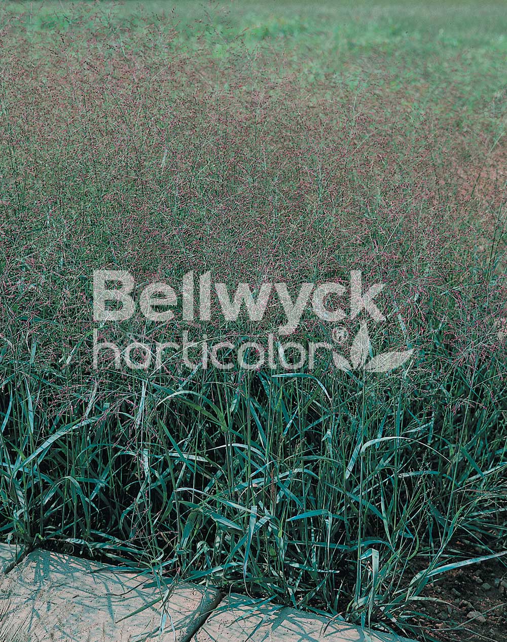 Panicum virgatum -Prairie Sky-