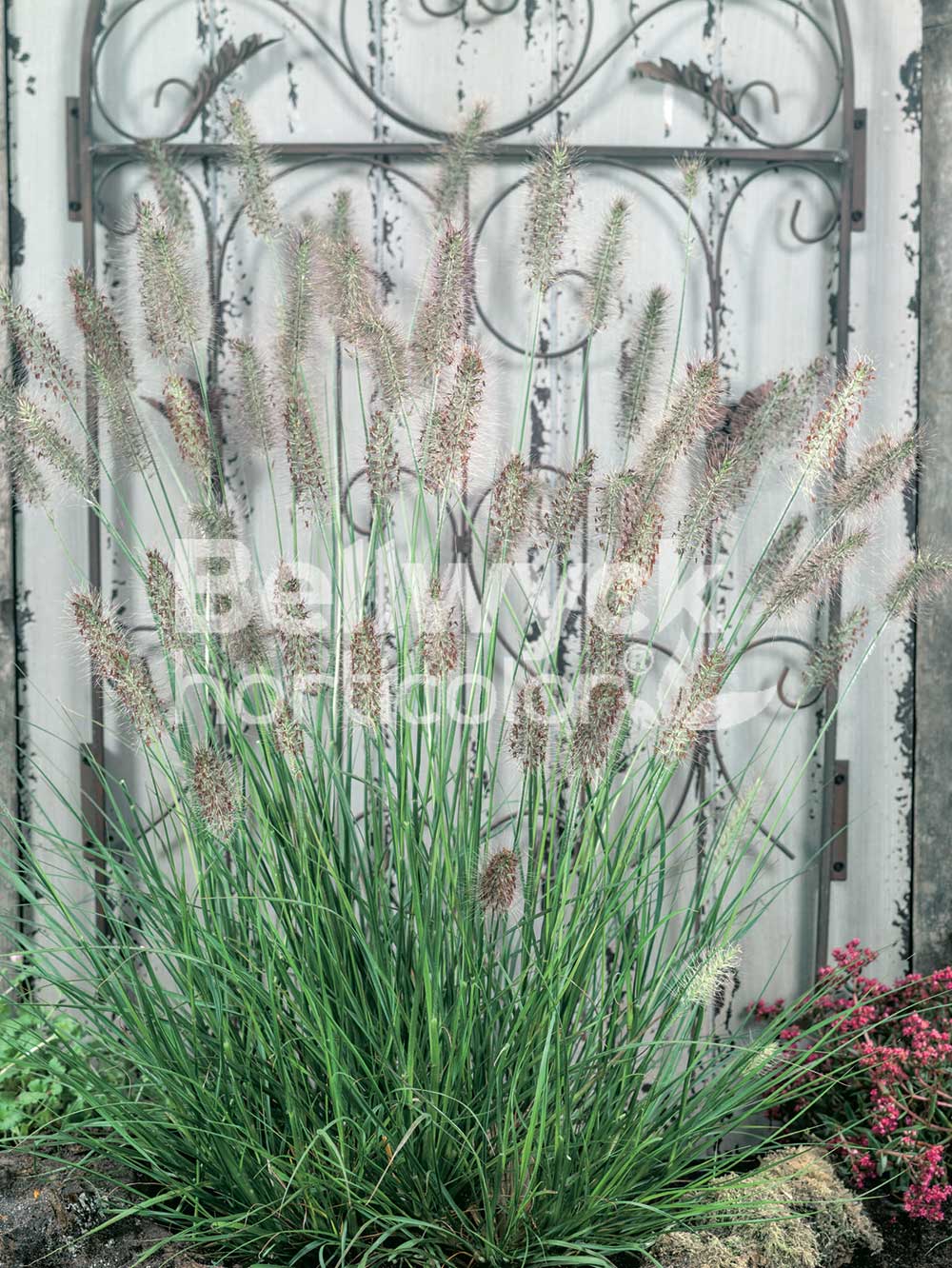 Pennisetum alopecuroides -Hameln-