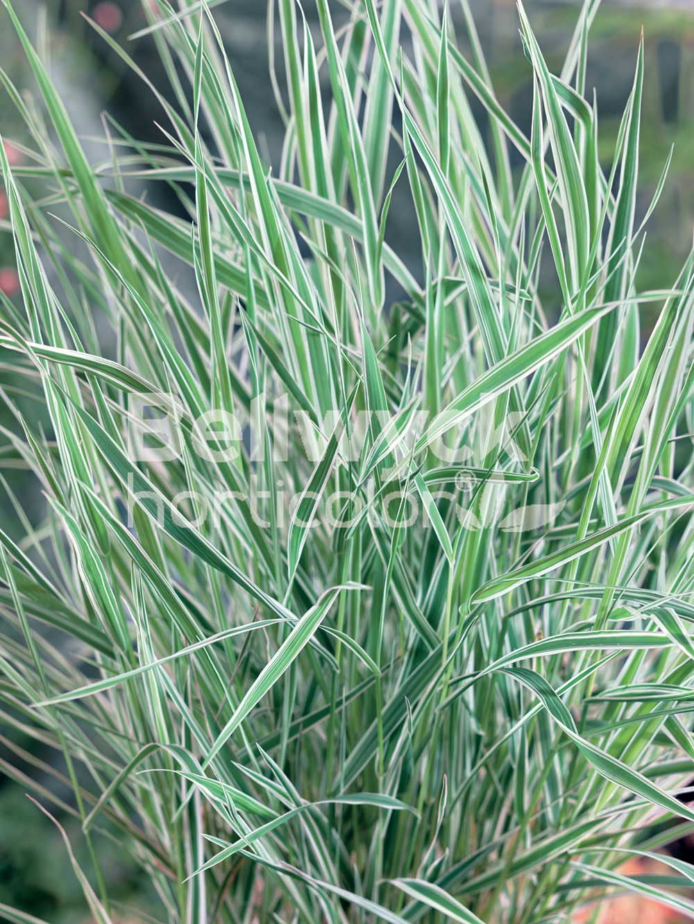 Phalaris arundinacea -Picta-