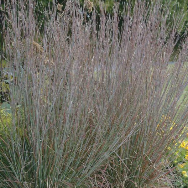 Schizachyrium scoparium ‘Standing Ovation’ PP25202 - Norview Gardens Ltd.