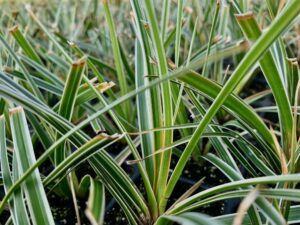 Carex morrowii EverColor -Everglow-