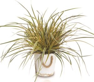Carex morrowii EverColor® -Everglow-