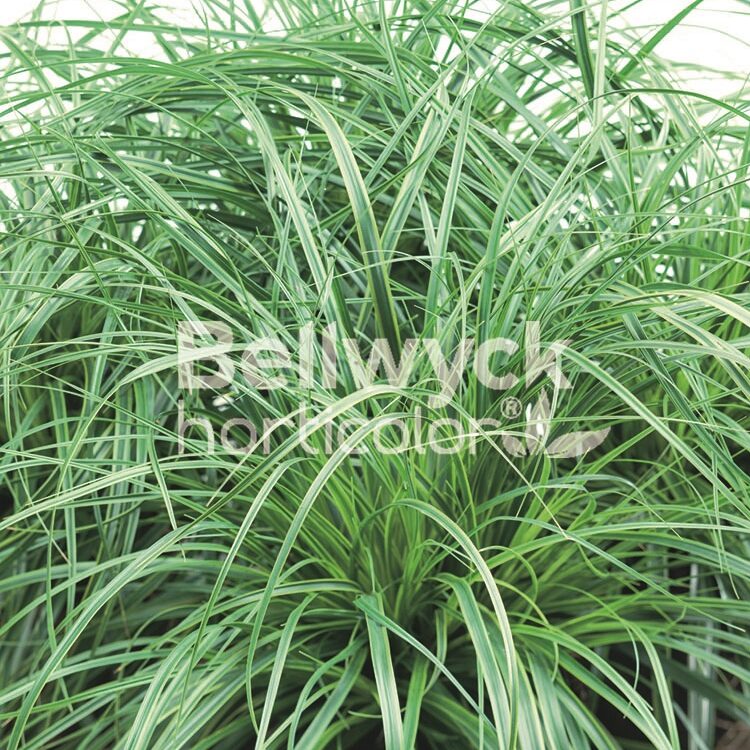 Carex oshimensis EverColor® -Everlime-