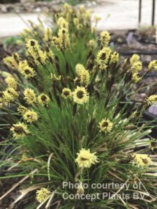 Carex pensylvanica -Straw Hat-
