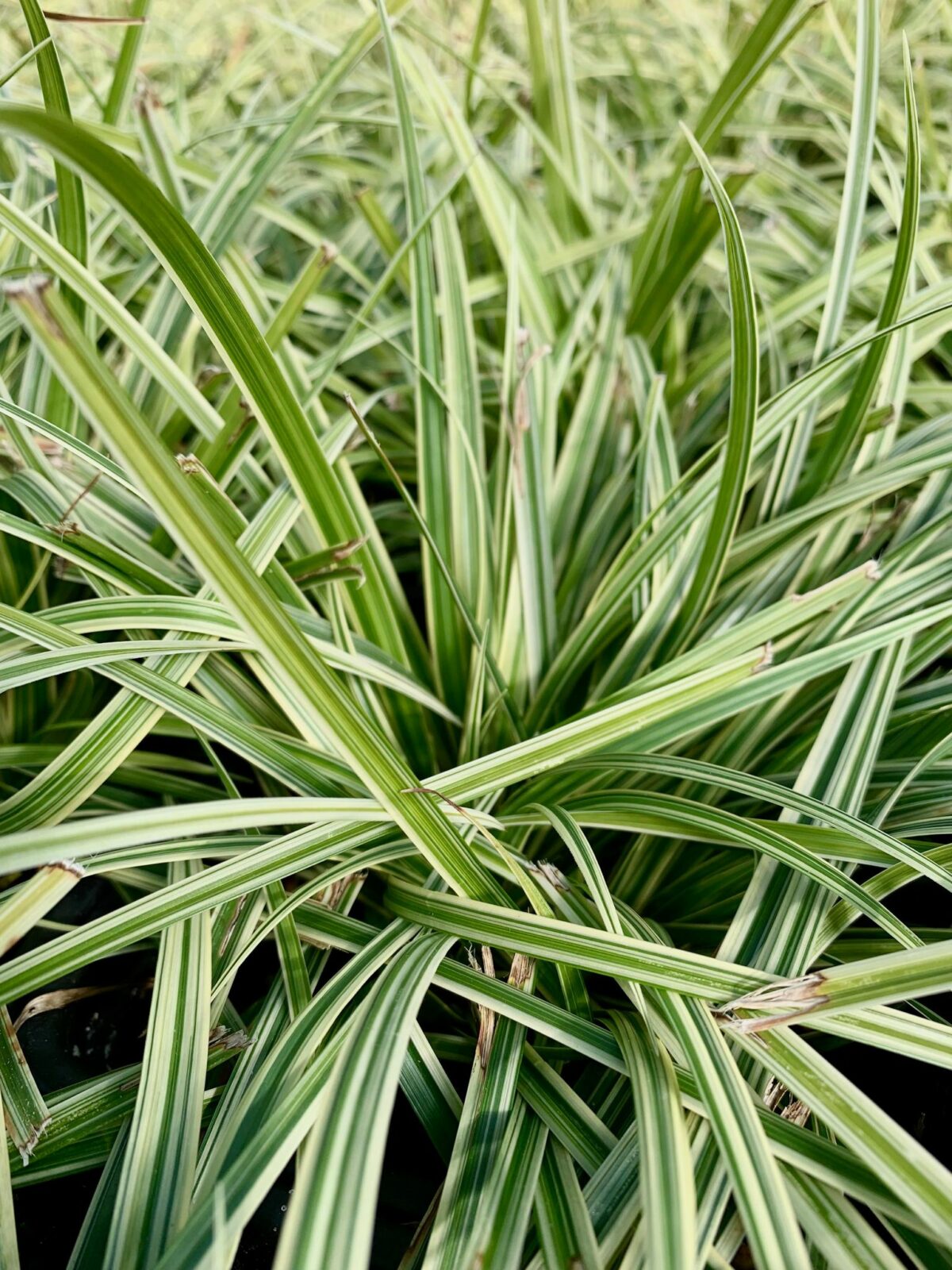 Carex morrowii ‘Silver Sceptre’ - Norview Gardens Ltd.