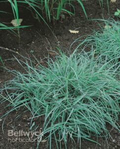 Carex glauca -Blue Zinger-